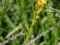 Barbarea stricta Simris strandäng, Simrishamn, Skåne, Sweden 20160606_0024