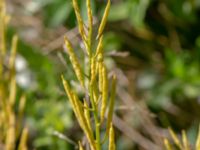 Barbarea vulgaris Lindängelunds rekreationsområde, Malmö, Skåne, Sweden 20200807_0022