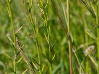 Barbarea vulgaris Södra ängen, Toarp, Malmö, Skåne, Sweden 20220624_0097