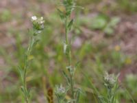 Berteroa incana Lokstallarna, Malmö, Skåne, Sweden 20150625_0007