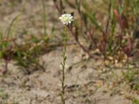 Berteroa incana Lottagården, Krankesjön, Lund, Skåne, Sweden 20120609 232