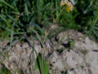 Brassica napus Ellagård, Revingefältet, Lund, Skåne, Sweden 20180914_0019