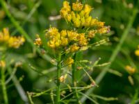 Brassica napus Lilla Mölleberga, Malmö, Skåne, Sweden 20190620_0083