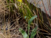 Brassica napus ssp. napus Grimsbygatan, Malmö, Skåne, Sweden 20180608_0053