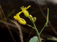 Brassica napus ssp. napus Grimsbygatan, Malmö, Skåne, Sweden 20180608_0055