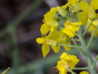 Brassica napus var. oleifera Jorddeponi Sliparebacken, Lund, Skåne, Sweden 20170714_0057