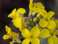 Brassica napus var. oleifera Jorddeponi Sliparebacken, Lund, Skåne, Sweden 20170714_0058