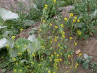 Brassica nigra Råbylundsvägen, Lund, Skåne, Sweden 20160618_0012