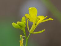 Brassica nigra Råbylundsvägen, Lund, Skåne, Sweden 20160618_0013