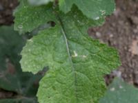 Brassica nigra Råbylundsvägen, Lund, Skåne, Sweden 20160618_0015