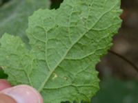 Brassica nigra Råbylundsvägen, Lund, Skåne, Sweden 20160618_0016