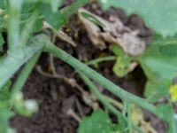 Brassica nigra Råbylundsvägen, Lund, Skåne, Sweden 20160618_0022