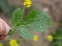 Brassica nigra Råbylundsvägen, Lund, Skåne, Sweden 20160618_0023