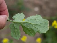 Brassica nigra Råbylundsvägen, Lund, Skåne, Sweden 20160618_0024