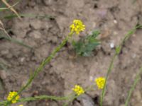 Brassica nigra Råbylundsvägen, Lund, Skåne, Sweden 20160618_0027