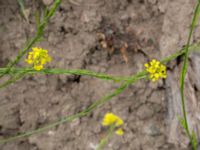 Brassica nigra Råbylundsvägen, Lund, Skåne, Sweden 20160618_0030