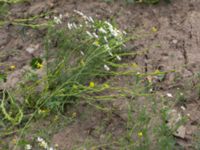 Brassica nigra Råbylundsvägen, Lund, Skåne, Sweden 20160618_0034