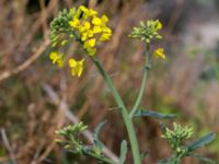 Brassica rapa ssp. rapa Scaniaparken, Malmö, Skåne, Sweden 20150726_0012