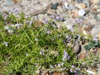 Cakile maritima ssp. baltica Gamla Viken, Helsingborg, Skåne, Sweden 20180702_0011