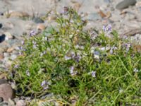 Cakile maritima ssp. baltica Gamla Viken, Helsingborg, Skåne, Sweden 20180702_0012