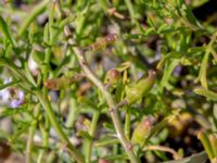 Cakile maritima ssp. baltica Gamla Viken, Helsingborg, Skåne, Sweden 20180702_0013