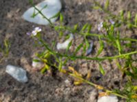 Cakile maritima ssp. baltica Segeåns mynning, Malmö, Skåne, Sweden 20190729_0022