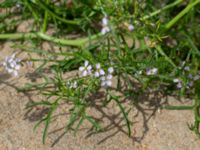 Cakile maritima ssp. maritima Falkenbergs kommuns plantskola, Falkenberg, Halland, Sweden 20190805_0058