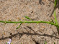 Cakile maritima ssp. maritima Falkenbergs kommuns plantskola, Falkenberg, Halland, Sweden 20190805_0060