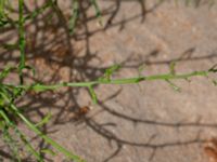 Cakile maritima ssp. maritima Falkenbergs kommuns plantskola, Falkenberg, Halland, Sweden 20190805_0062