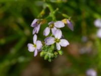 Cakile maritima ssp. maritima Falkenbergs kommuns plantskola, Falkenberg, Halland, Sweden 20190805_0063