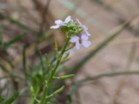 Cakile maritima ssp. maritima Havsbadet, Båstad, Skåne, Sweden 20160807_0102