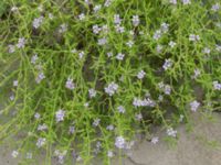 Cakile maritima ssp. maritima Havsbadet, Båstad, Skåne, Sweden 20160807_0106