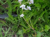 Cakile maritima ssp. maritima Väderögatan, Malmö hamn, Malmö, Skåne, Sweden 20170625_0005