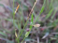 Camelina microcarpa ssp. microcarpa Hammar, Ystad, Skåne, Sweden 20160727_0058