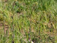 Camelina microcarpa ssp. sylvestris Borrebacke, Malmö, Skåne, Sweden 20190511_0005