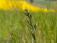 Camelina microcarpa ssp. sylvestris Borrebacke, Malmö, Skåne, Sweden 20190511_0006