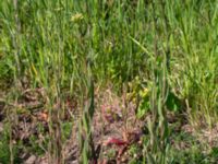 Camelina microcarpa ssp. sylvestris Borrebacke, Malmö, Skåne, Sweden 20190511_0010