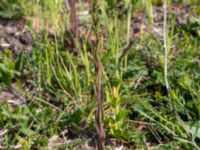 Camelina microcarpa ssp. sylvestris Borrebacke, Malmö, Skåne, Sweden 20190511_0035