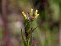 Camelina microcarpa ssp. sylvestris Borrebacke, Malmö, Skåne, Sweden 20190511_0037