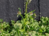 Capsella bursa-pastoris Afrikaparken, Bunkeflostrand, Malmö, Skåne, Sweden 20190224_0026