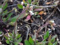 Capsella bursa-pastoris Bomhögsgatan 2, Bunkeflostrand, Malmö, Skåne, Sweden 20190326_0020-2