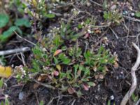 Capsella bursa-pastoris Bomhögsgatan 2, Bunkeflostrand, Malmö, Skåne, Sweden 20190326_0020