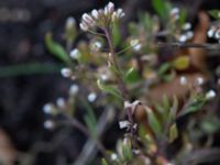 Capsella bursa-pastoris Bomhögsgatan 2, Bunkeflostrand, Malmö, Skåne, Sweden 20190326_0023