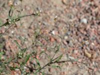 Capsella bursa-pastoris Carolibron, Malmö, Skåne, Sweden 20180626_0079