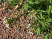 Capsella bursa-pastoris Fridhem, Malmö, Skåne, Sweden 20150417 IMG_1958