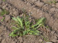 Capsella bursa-pastoris Husie mosse, Malmö, Skåne, Sweden 20150429_0037