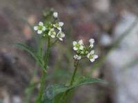 Capsella bursa-pastoris Lindängelunds rekreationsområde, Malmö, Skåne, Sweden 20160814_0045