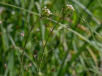 Capsella bursa-pastoris Tygelsjö ängar, Malmö, Skåne, Sweden 20140503_0025