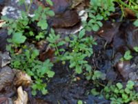 Cardamine amara Borstabäcken, Eslöv, Skåne, Sweden 20160505_0021