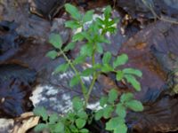 Cardamine amara Borstabäcken, Eslöv, Skåne, Sweden 20160505_0022